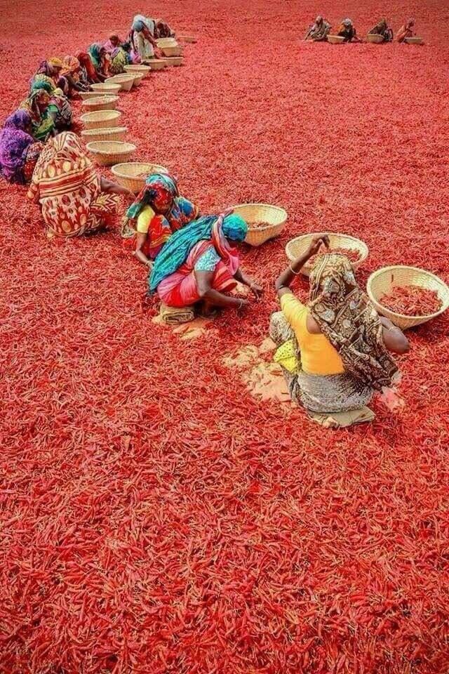 Indian spice farm during harvest season